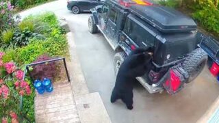 Медведь решил проверить автомобиль на прочность - «Животные приколы»