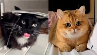 Милые кошки и милые котята - «Животные приколы»