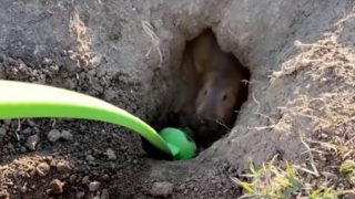 Мужик помогает суслику выкопать нору - «Животные приколы»