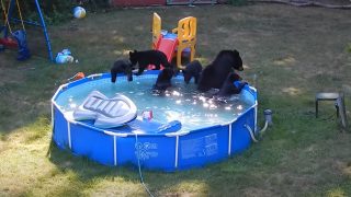Семья медведей захватила бассейн во дворе дома - «Видео приколы»