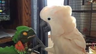 Смешные попугаи делают смешные вещи - «Животные приколы»