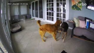 Собака Катахула помогла остановить судороги у больного Ретривера - «Животные приколы»
