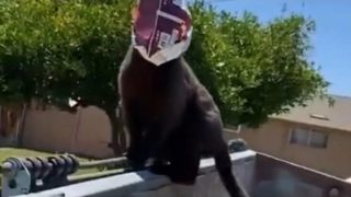 Уличный кот с пакетом на голове поразил своим поведением - «Видео приколы»