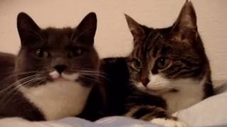 Два кота обсуждают планы на вечер - «Животные приколы»