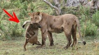 История которая произошла в Африке с большим львом и детенышем бабуина - «Животные приколы»