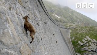 Этот козёл не знает что такое гравитация - «Животные приколы»