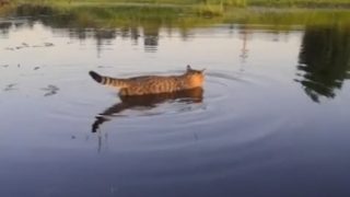 Кот который любит поплавать в озере - «Животные приколы»