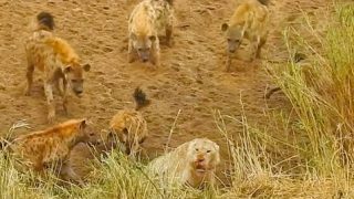 Льва окружили гиены и он позвал на помощь львиц - «Животные приколы»