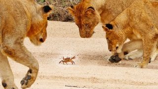Реакция льва на маленького краба - «Животные приколы»