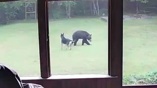 Собака впервые увидела медведя и решила с ним поиграть - «Животные приколы»