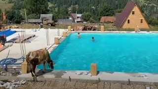 Корова устала от жары и прыгнула в прохладный бассейн - «Видео приколы»