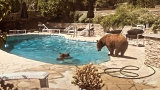 Медведи захватили бассейн и не подпускают к нему людей - «Животные приколы»