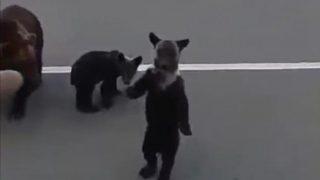 Медвежата машут на прощание русскому человеку - «Животные приколы»