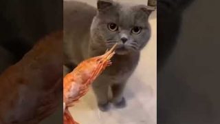 Реакция кота на варёную креветку - «Животные приколы»