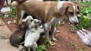 Спасение щенков провалившихся в канализацию - «Животные приколы»