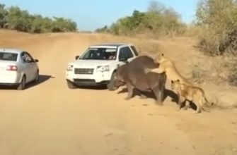 Бегемота совершенно не беспокоит нападение на него львов - «Животные приколы»