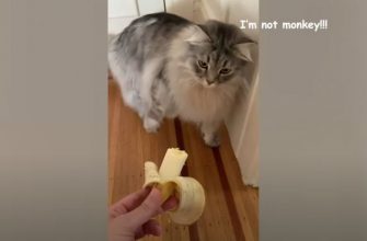 Неожиданная реакция кота на банан - «Животные приколы»