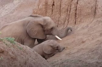 Слониха помогла слоненку взобраться на гору - «Животные приколы»