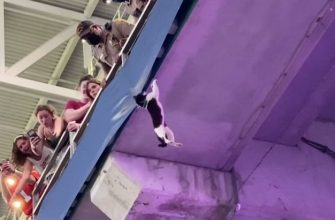 Спасение кота на стадионе который повил на трибуне - «Видео приколы»