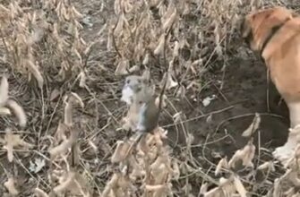 Мышь спряталась от собак в необычном месте - «Видео приколы»