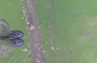 Неожиданное приземление в стадо баранов - «Видео приколы»