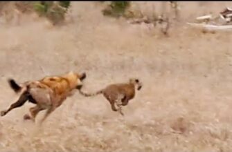 Детеныш леопарда чудом спасся от голодной гиены - «Видео приколы»