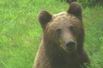 Медвежонок схватил камеру и снял уникальное видео - «Животные приколы»