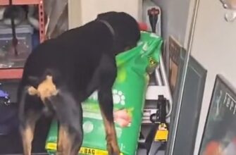 Реакция пса на голос хозяйки во время разграбления пакета с кормом - «Животные приколы»