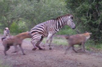 Зебра против голодных гиен (16+) - «Животные приколы»