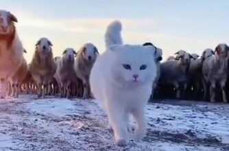 Кот пастух ведет стадо овец - «Видео приколы»
