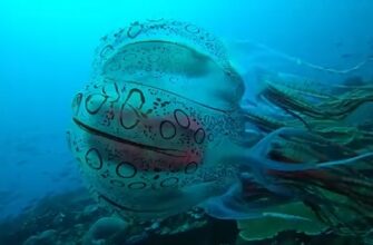 Редкие видеокадры редкой медузы Chirodectes - «Животные приколы»