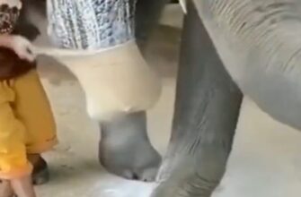 Этот человек ставит протез на слона - «Видео приколы»