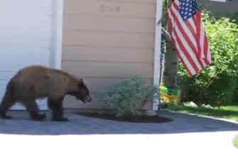 Неожиданная встреча медведя с человеком - «Видео приколы»