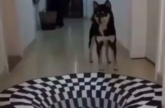 Реакция собак и кошек на 3D рисунок - «Видео приколы»