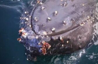 Горбатый кит выплыл из воды, что бы поприветствовать людей - «Животные приколы»