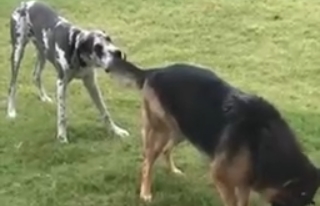 Собаки сейчас и в первые дни знакомства с хозяином - «Видео приколы»