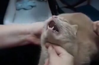 Как кошке давать лекарство правильно - «Видео приколы»
