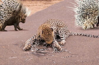 Пара дикобразов защищают своего малыша от леопарда - «Видео приколы»