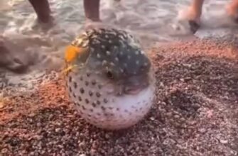 Рыбу фугу выбросило на берег - «Видео приколы»