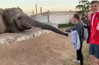 Слону не понравилось что его снимают на телефон - «Животные приколы»