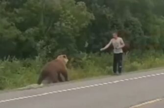 Мужик хотел покормить медведя, но что-то пошло не так - «Видео приколы»