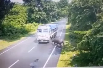 Носорог атакует грузовик в Индии - «Животные приколы»