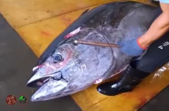 Разделка тунца перед отправкой в магазин - «Видео приколы»