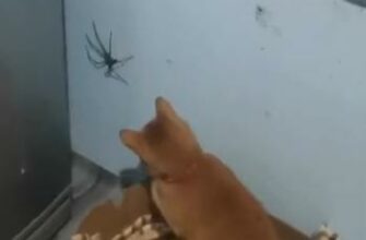 Реакция кота на огромного паука - «Животные приколы»
