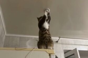 Кот электрик без проблем закрутил лампочку - «Животные приколы»