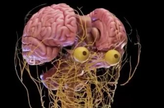 Распаковка нервной системы человека - «Видео приколы»