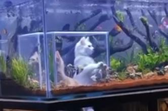 Аквариум для кошек - «Видео приколы»