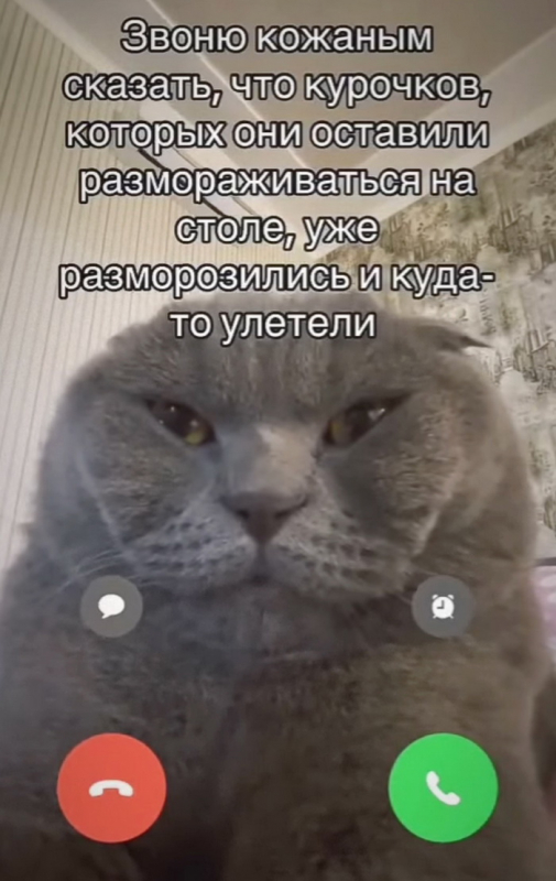 Смешные фото на аву в ватсап мемы