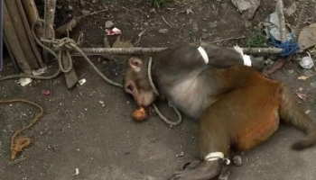 Зачем в Индии арестовывают обезьян? - «Юмор»
