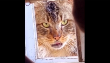 Испепеляющий взглядом дворовый кот - «Животные приколы»